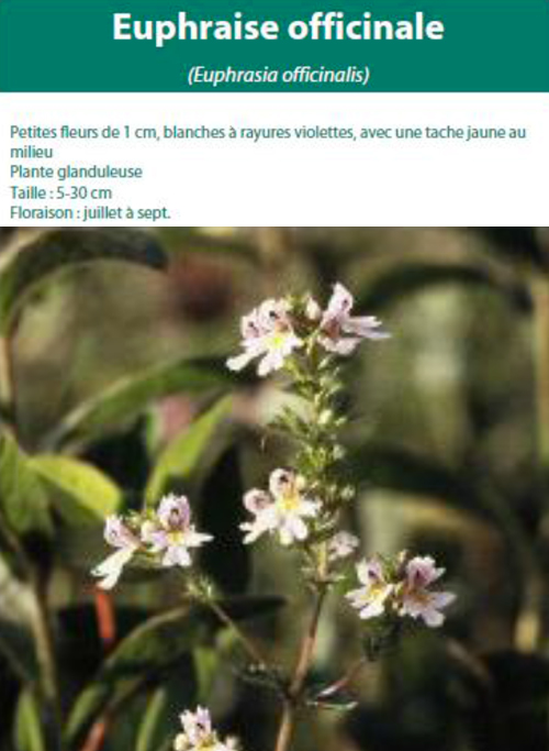Euphraise officinale