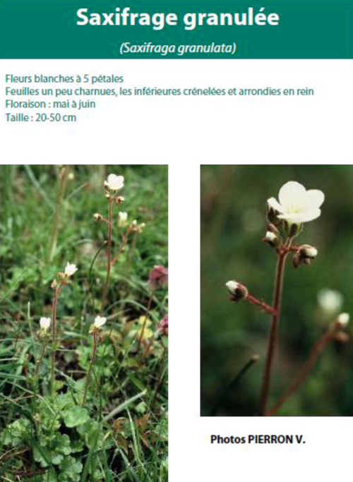 Saxifrage granulee