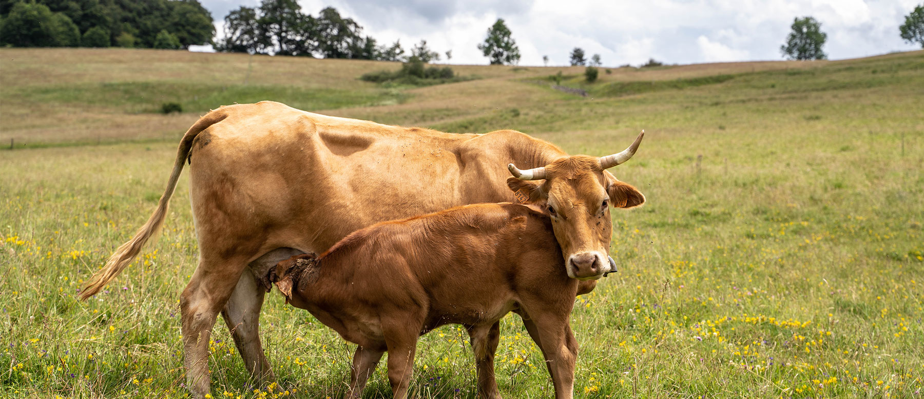 Bœuf aubrac Ardèche