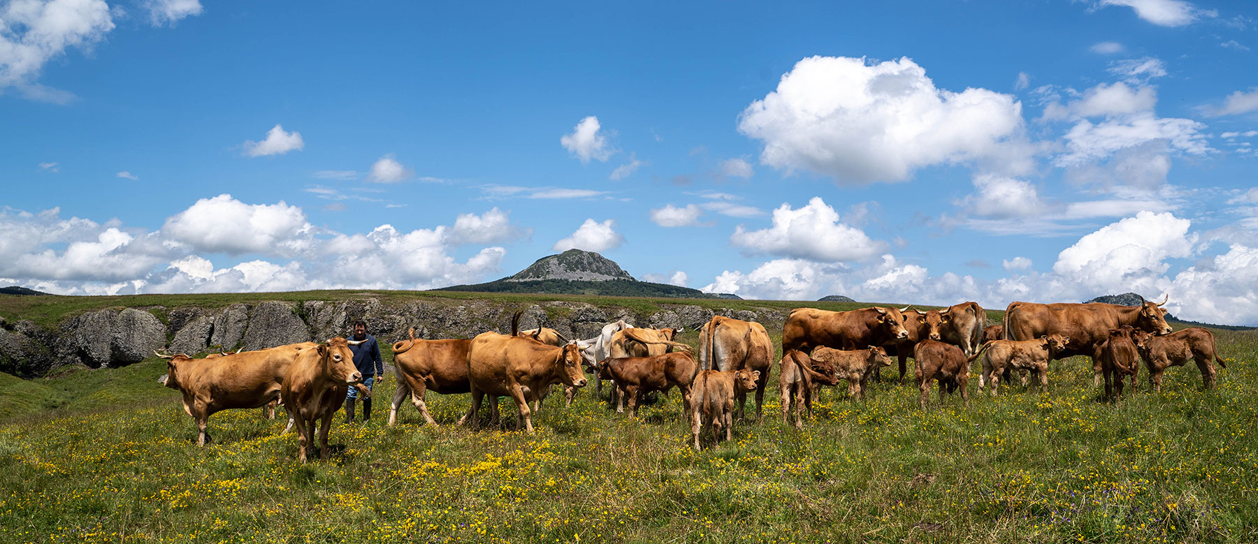 Bœuf prairies ardéchoises