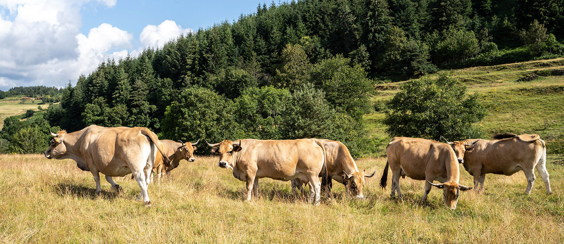 Vache aubrac plateau ardéchois